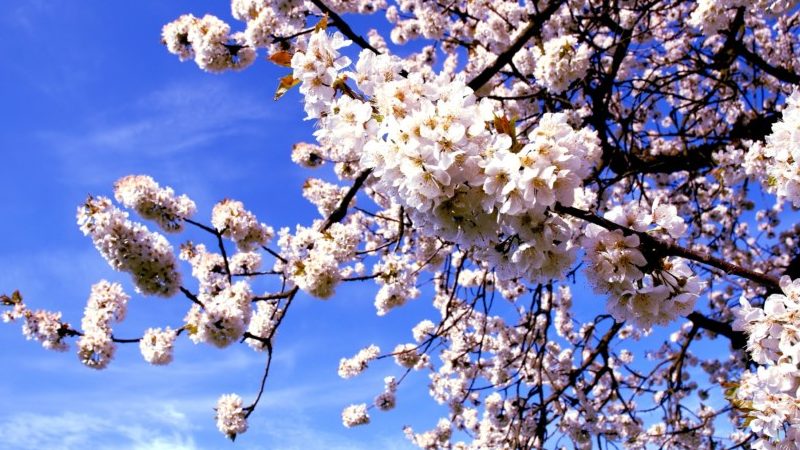 Instructions for transplanting cherries in the summer to another place for novice gardeners