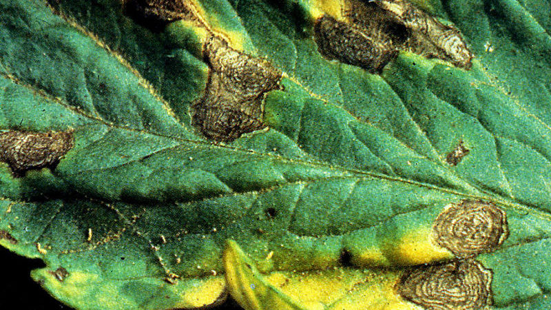 What to do if brown spots appear on tomatoes: photos of affected tomatoes and ways to save them