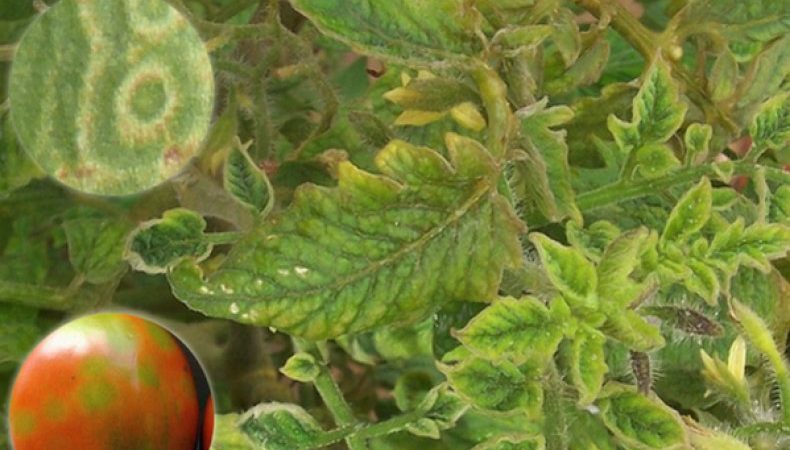 What to do if brown spots appear on tomatoes: photos of affected tomatoes and ways to save them
