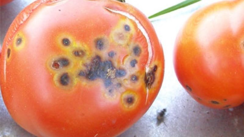 What to do if brown spots appear on tomatoes: photos of affected tomatoes and ways to save them