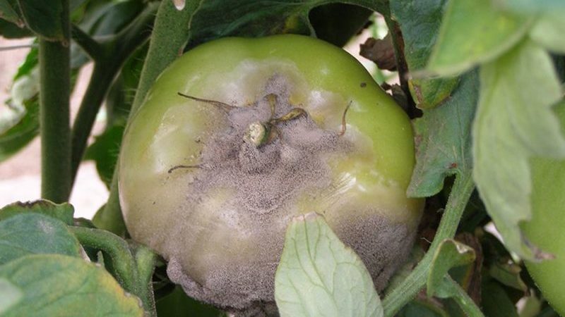 What to do if brown spots appear on tomatoes: photos of affected tomatoes and ways to save them