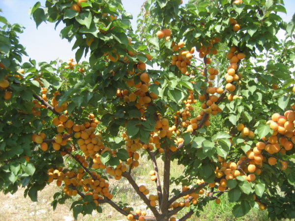 How much and how often to water the apricot in the summer: detailed instructions