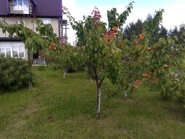 How much and how often to water the apricot in the summer: detailed instructions