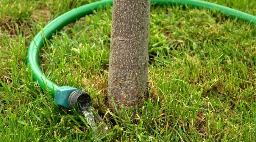 How much and how often to water the apricot in the summer: detailed instructions