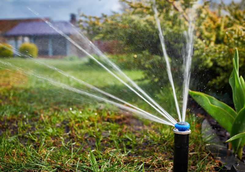 How much and how often to water the apricot in the summer: detailed instructions