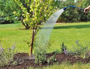 How much and how often to water the apricot in the summer: detailed instructions