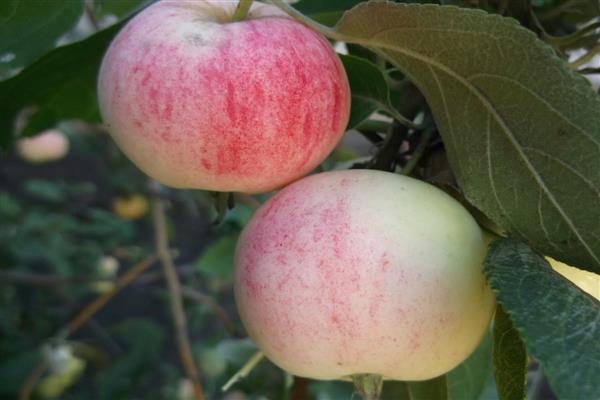 Step-by-step instructions for grafting an apple tree in the summer for beginners
