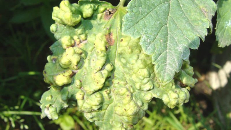 What is currant anthracnose and how to deal with this disease