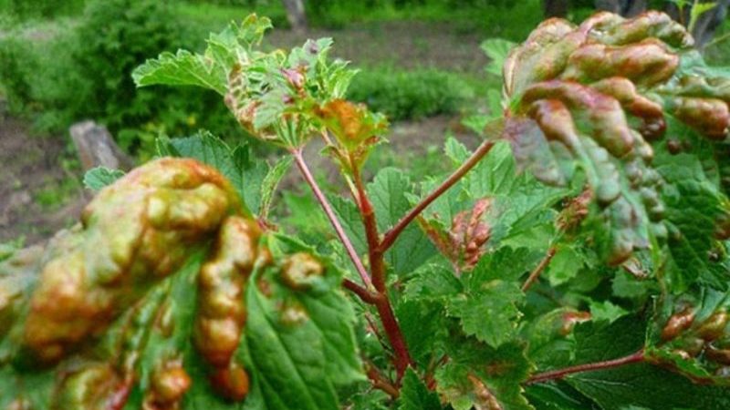 What is currant anthracnose and how to deal with this disease