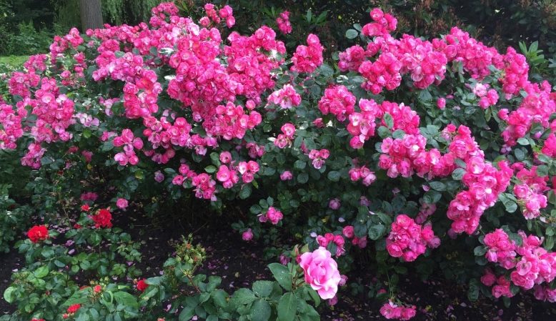 The best winter-hardy varieties of climbing roses that bloom all summer