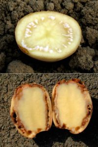 The reasons for the drying of the tops and whether the potatoes grow after that