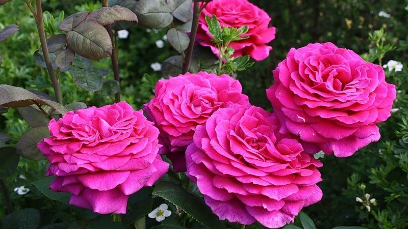 How to grow purple roses and which varieties to choose