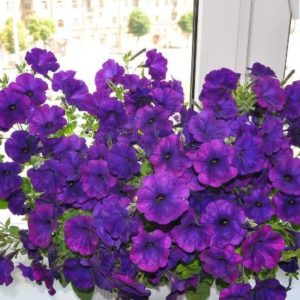 Review of popular varieties of petunias of the Opera series and their features