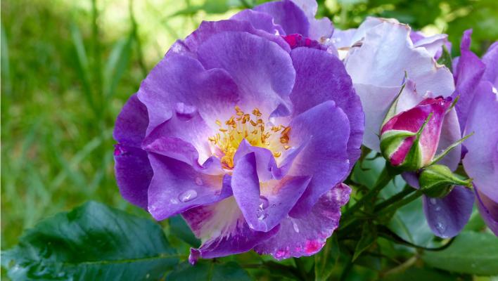 How to grow purple roses and which varieties to choose