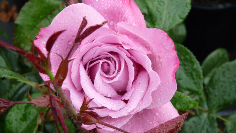 How to grow purple roses and which varieties to choose