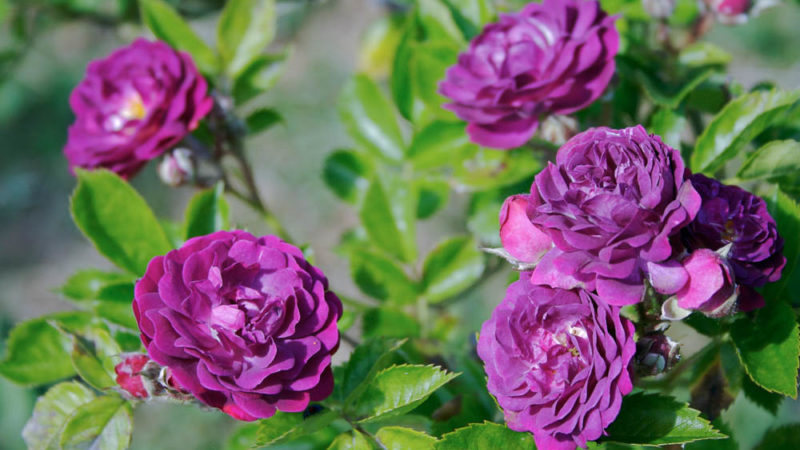 How to grow purple roses and which varieties to choose