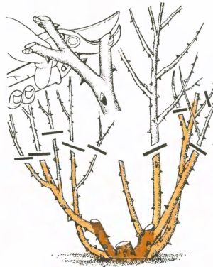 Instructions for beginner growers: how to prune roses after flowering in summer so that they bloom again