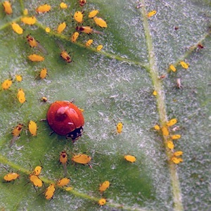 What is dangerous for aphids on gooseberries and how to effectively deal with it