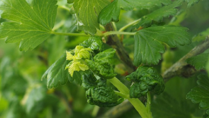 What is dangerous for aphids on gooseberries and how to effectively deal with it