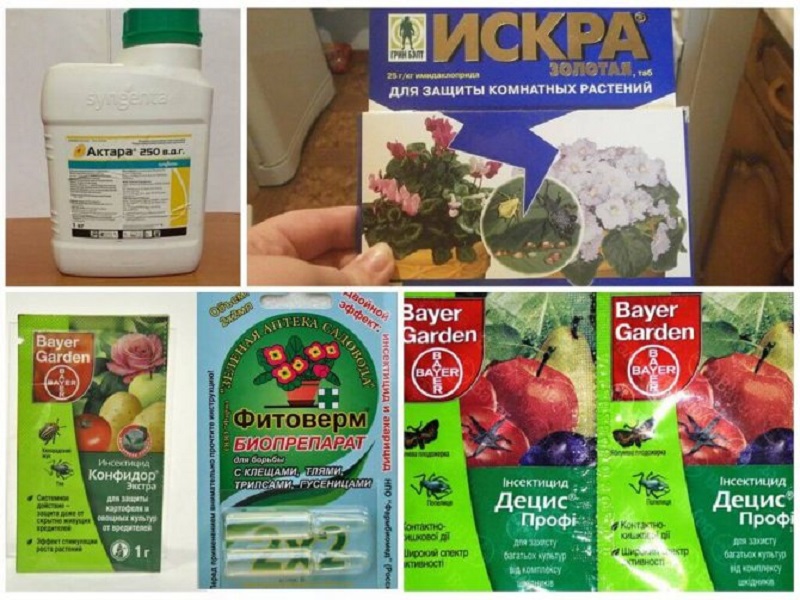 What is dangerous for aphids on gooseberries and how to effectively deal with it