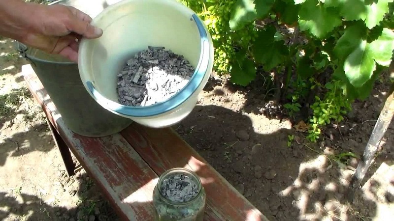 What is useful for feeding grapes with ash in summer and how to apply it correctly