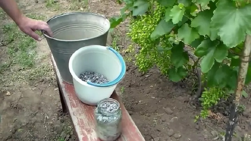 What is useful for feeding grapes with ash in summer and how to apply it correctly