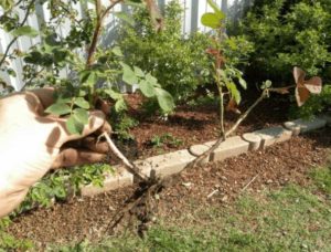 Instructions for beginner gardeners: how to propagate a climbing rose with cuttings in the summer in stages