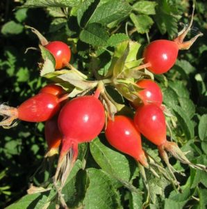 When and how to propagate rose hips by cuttings in summer correctly