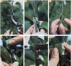 How to cut a pear in the summer: step-by-step instructions and useful tips