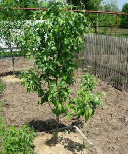 How to cut a pear in the summer: step-by-step instructions and useful tips