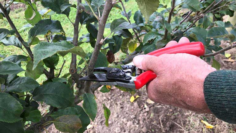 Step-by-step instructions for grafting an apple tree in the summer for beginners