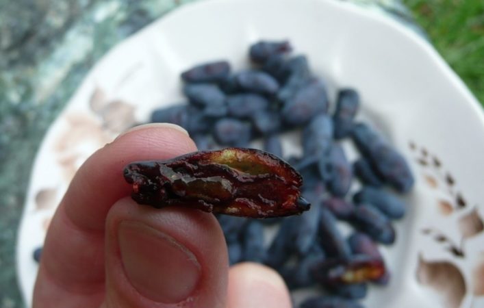 What worms spoil honeysuckle berries and how to get rid of them