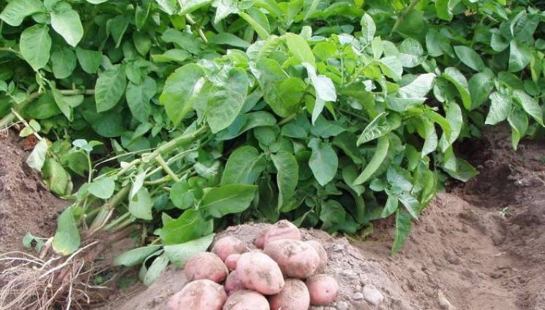 The reasons for the drying of the tops and whether the potatoes grow after that