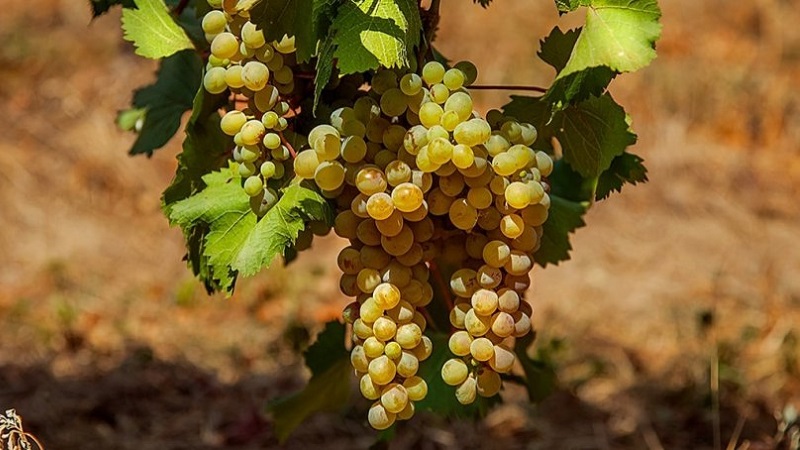 What are technical grape varieties and which are the best