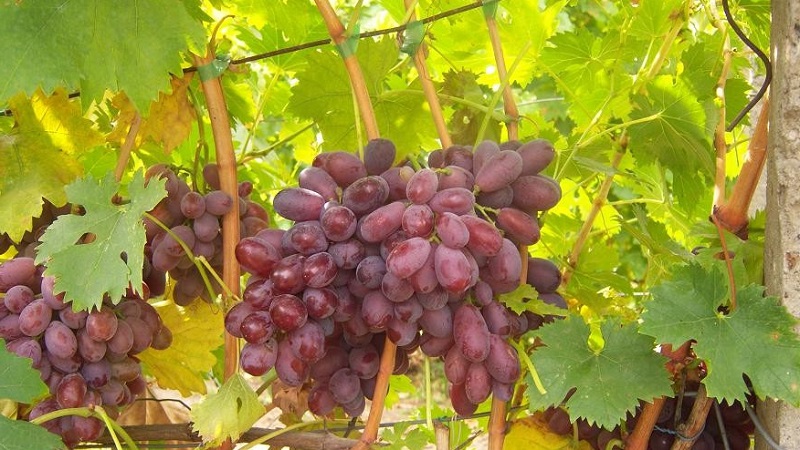 What are technical grape varieties and which are the best