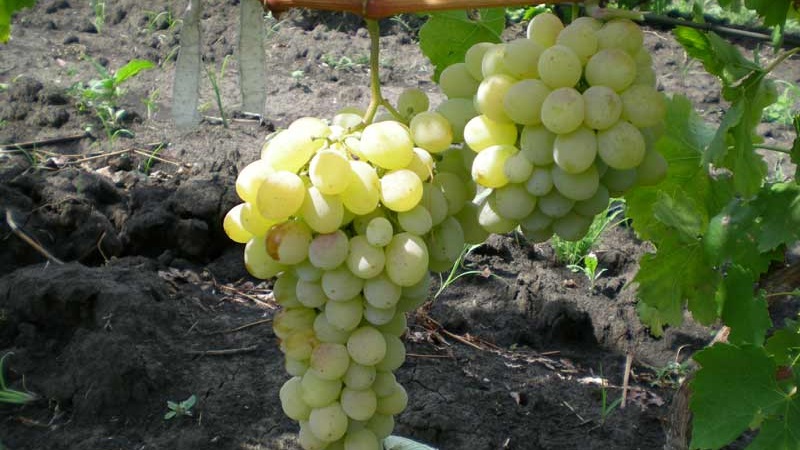 What are technical grape varieties and which are the best
