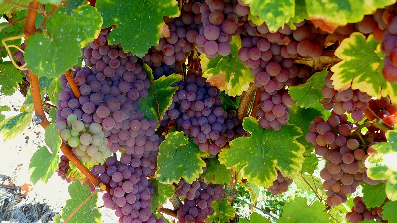 What are technical grape varieties and which are the best