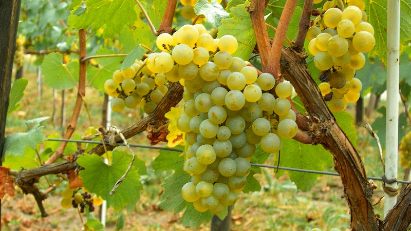 What are technical grape varieties and which are the best