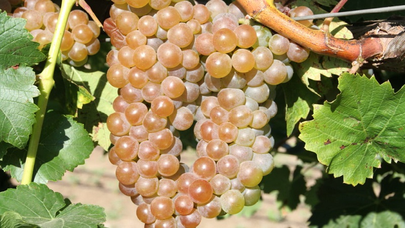 What are technical grape varieties and which are the best