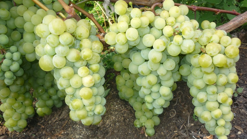 What are technical grape varieties and which are the best
