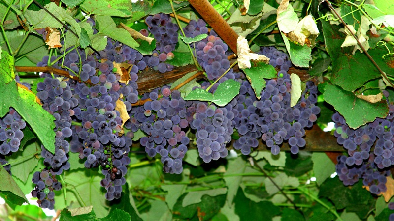What are technical grape varieties and which are the best