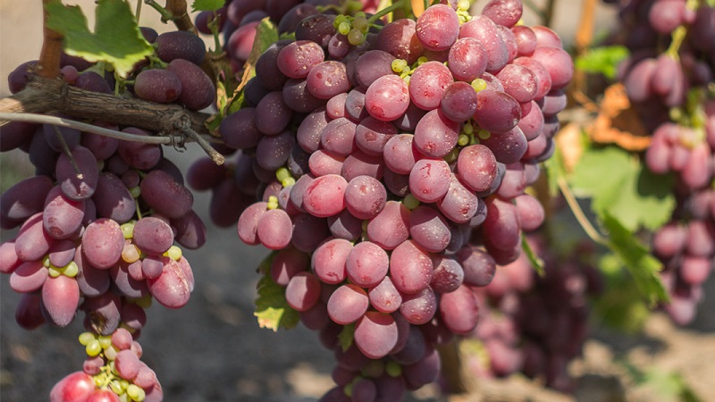 What are technical grape varieties and which are the best