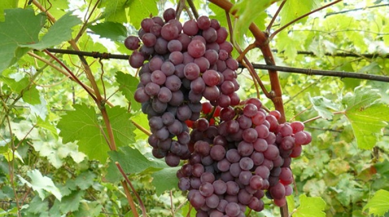 What are technical grape varieties and which are the best