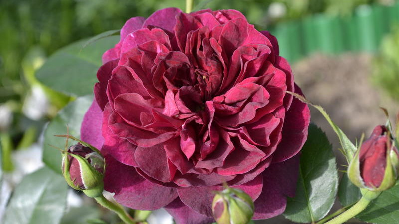 How to grow purple roses and which varieties to choose
