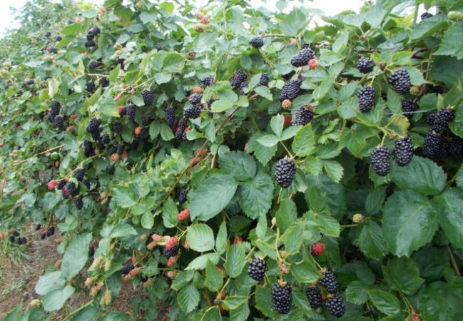 Gooseberry compatibility with currants and other crops in the garden
