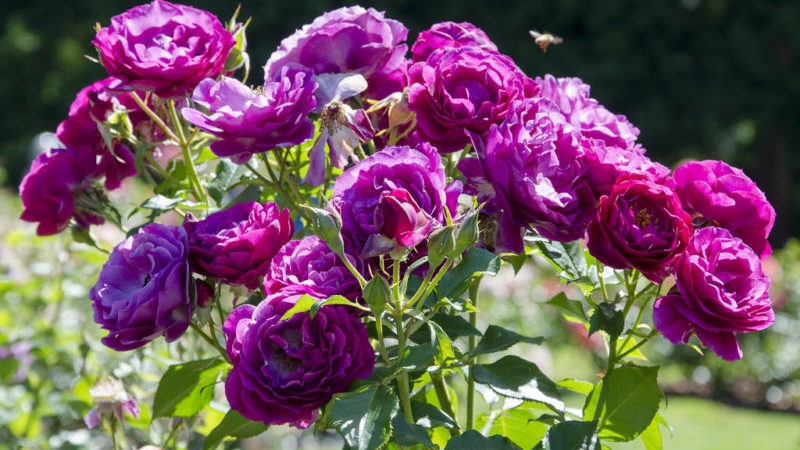 How to grow purple roses and which varieties to choose