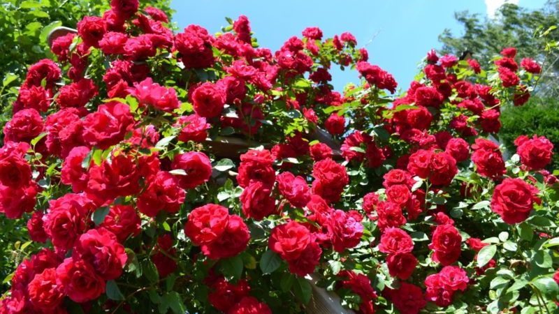 The best winter-hardy varieties of climbing roses that bloom all summer