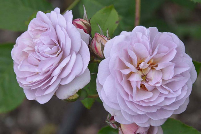 How to grow purple roses and which varieties to choose
