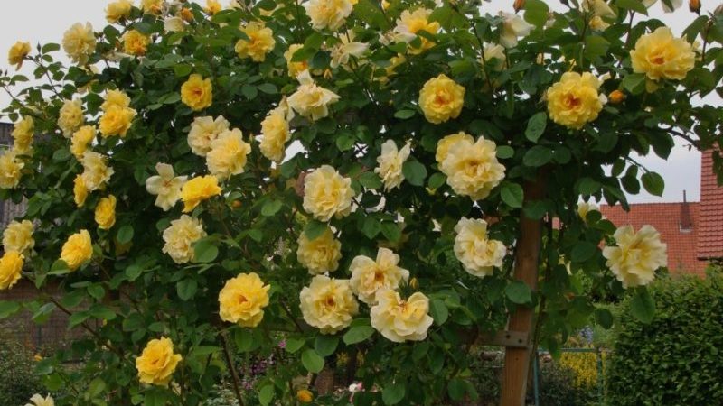 The best winter-hardy varieties of climbing roses that bloom all summer