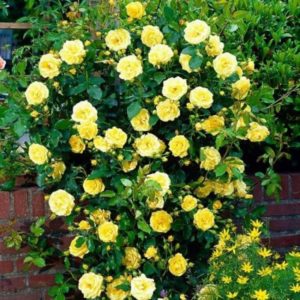 The best winter-hardy varieties of climbing roses that bloom all summer